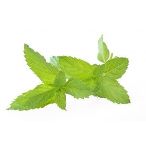 Peppermint Flavor-FA-Gallon