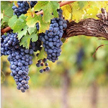 Grape Candy Flavor-TFA