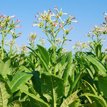 RY4 Type Flavor TFA- Gallon