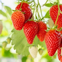Strawberry (Splash) Flavor-TFA