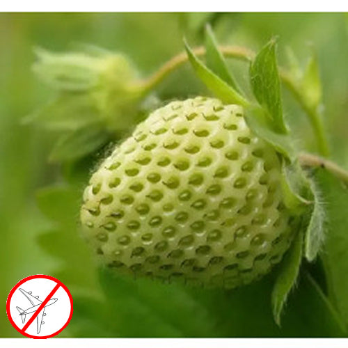 Green Strawberry Flavor-Cap