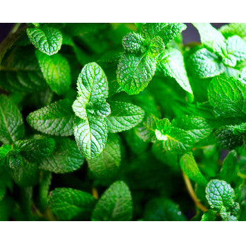 Double Mint Flavor-SC-WF