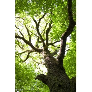 Oak Wood Flavor-FA-Gallon