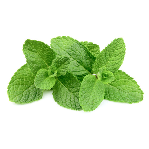 Sweet Mint Flavor-SSA