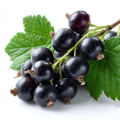 Blackcurrant Flavor-FA-Gallon