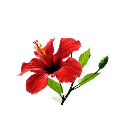 Hibiscus Flavor - Cap